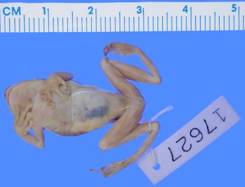 Media type: image; Herpetology A-17627